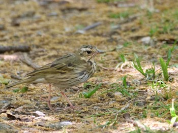 Olive-backed Pipit 埼玉県 Mon, 4/10/2023