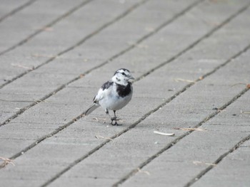 White Wagtail 伊勢市大湊海岸 Sun, 4/16/2023