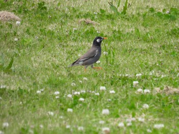 White-cheeked Starling 安濃川河口 Sun, 4/16/2023