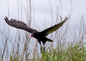 Turkey Vulture Tonegawa Kojurin Park Thu, 5/24/2018