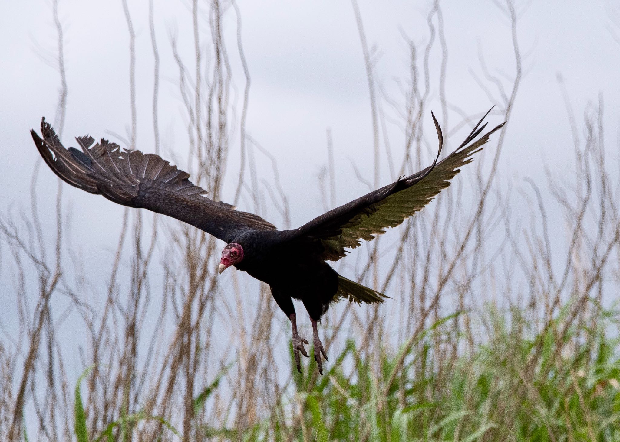 Photo of Turkey Vulture at Tonegawa Kojurin Park by しゃちく(週末のすがた)