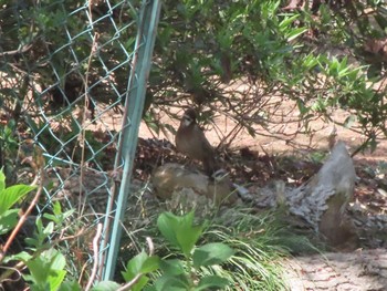 カオジロガビチョウ 群馬県 早川 2023年4月16日(日)