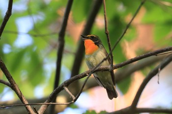 キビタキ 北海道 函館市 見晴公園 2018年5月29日(火)