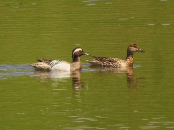 2023年4月16日(日) 境川遊水地公園の野鳥観察記録