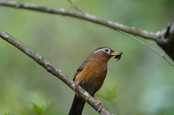 ガビチョウ こども自然公園 (大池公園/横浜市) 2023年4月2日(日)