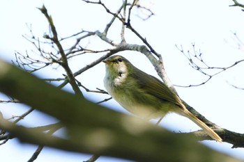 ウグイス こども自然公園 (大池公園/横浜市) 2023年4月9日(日)