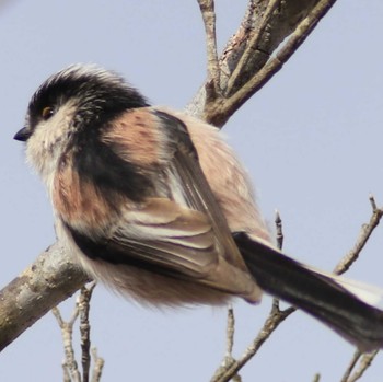 Long-tailed Tit Arima Fuji Park Mon, 3/6/2023