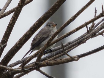 Asian Brown Flycatcher 野母崎 水仙の里(長崎市) Sat, 4/15/2023