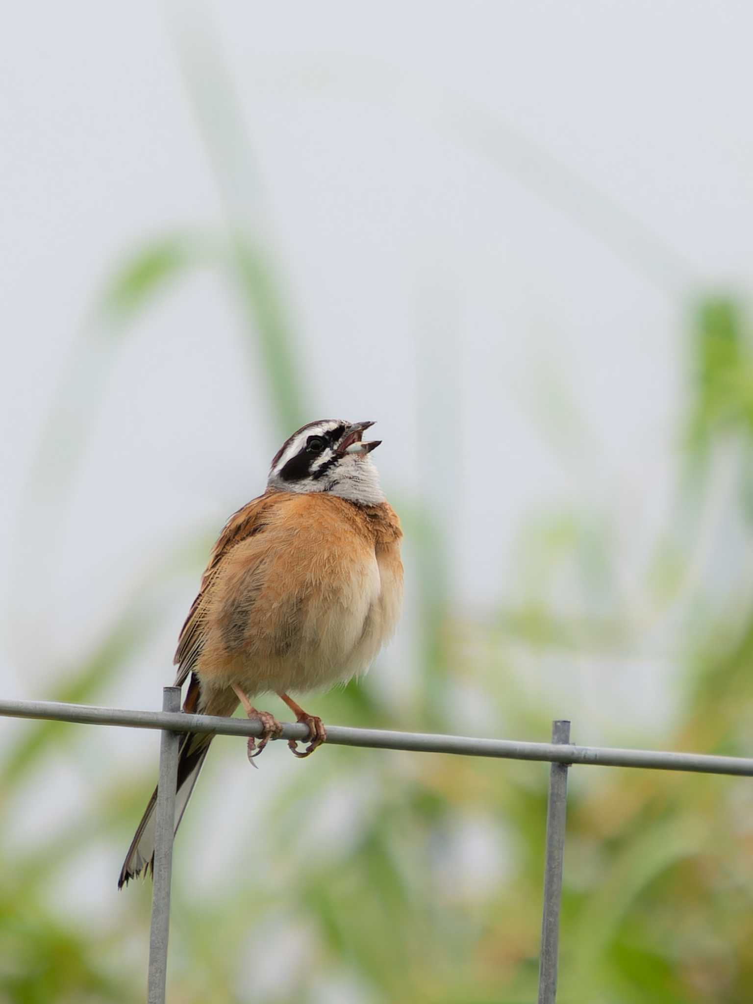 Photo of Meadow Bunting at 野母崎 水仙の里(長崎市) by ここは長崎