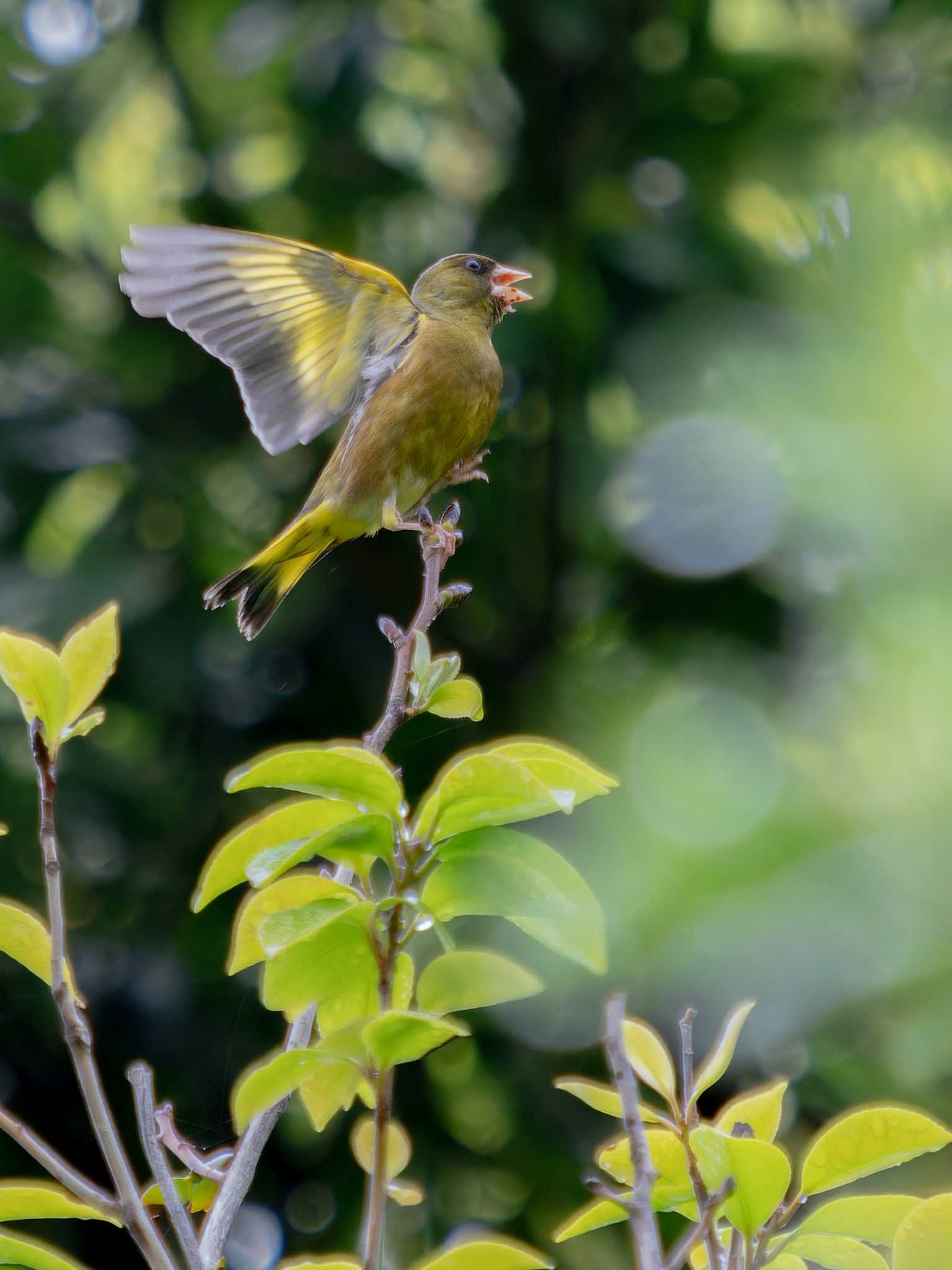 Photo of Grey-capped Greenfinch at 野母崎 水仙の里(長崎市) by ここは長崎