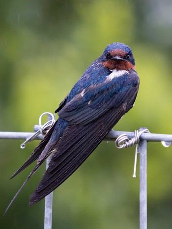 Barn Swallow 野母崎 水仙の里(長崎市) Sat, 4/15/2023