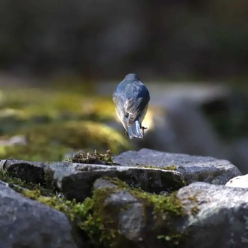 Red-flanked Bluetail Arima Fuji Park Mon, 4/3/2023