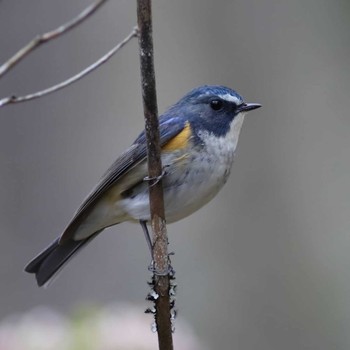 Red-flanked Bluetail Arima Fuji Park Sat, 4/1/2023