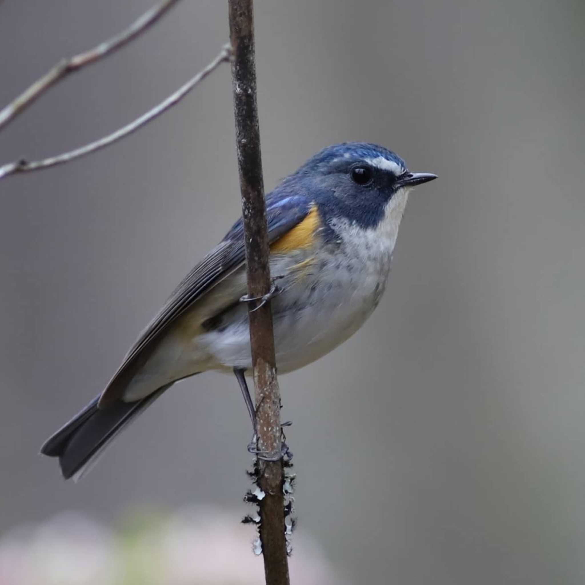 Photo of Red-flanked Bluetail at Arima Fuji Park by アカウント13008