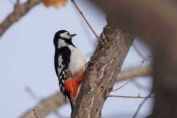 Great Spotted Woodpecker 石狩川河口 Sun, 3/12/2023