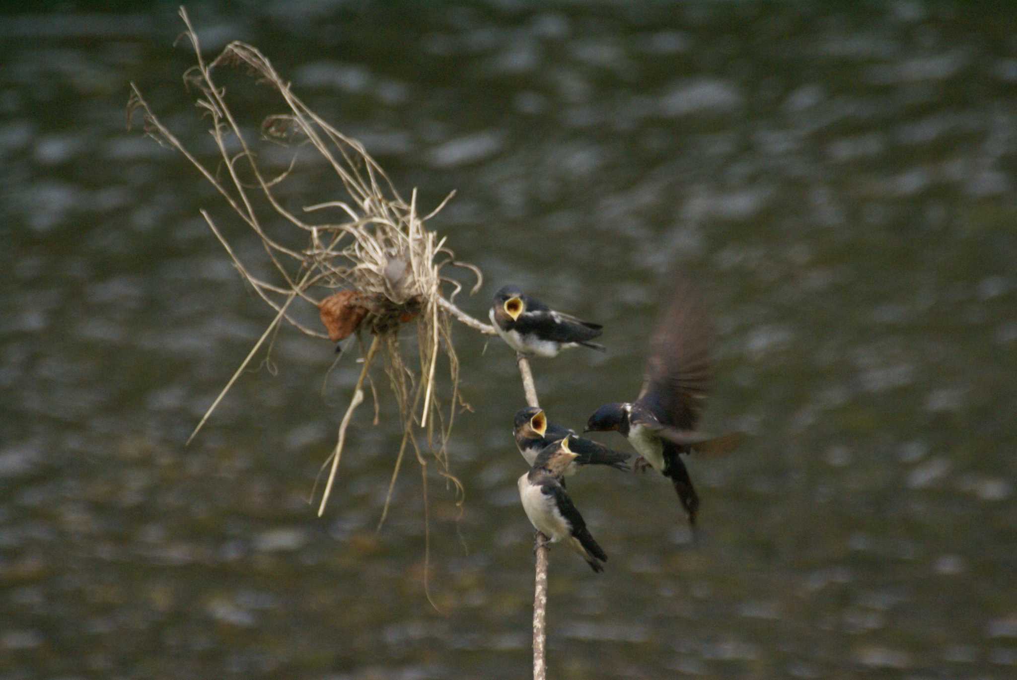 Photo of Barn Swallow at Nogawa by bea