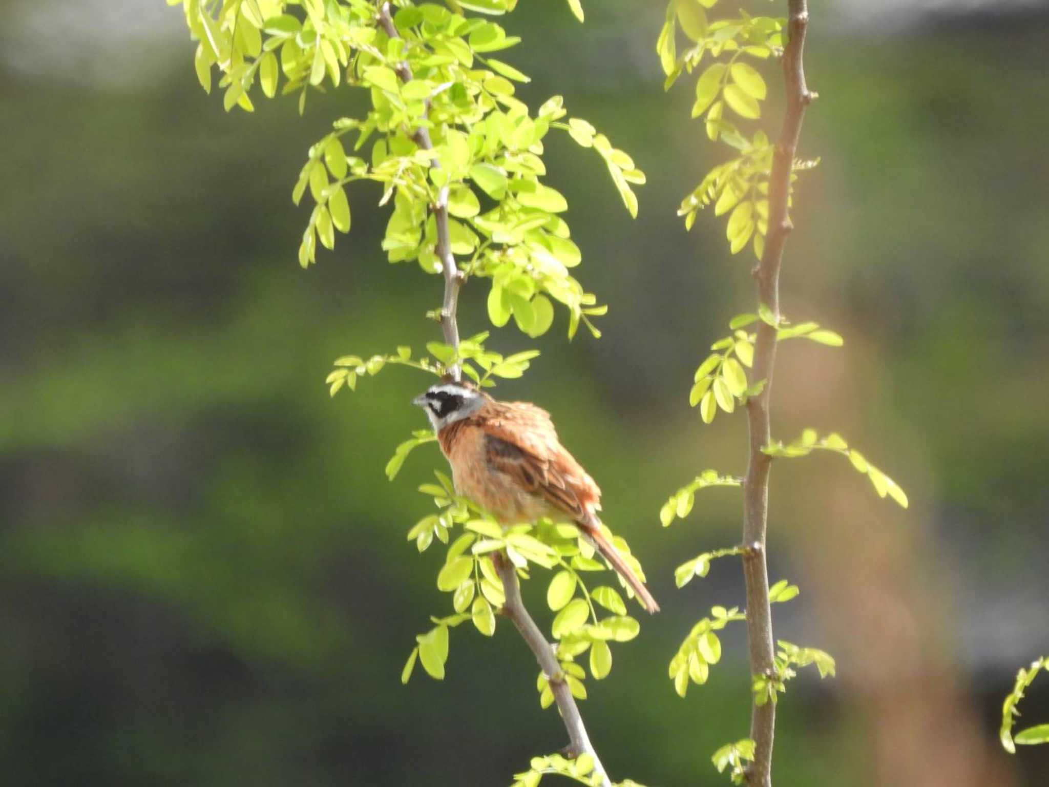 Photo of Meadow Bunting at 羽村堰 by biglife_birds