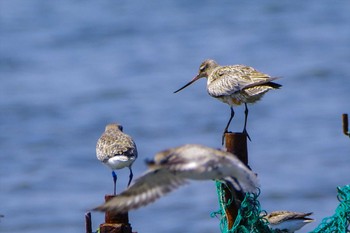 オオソリハシシギ ふなばし三番瀬海浜公園 2022年4月8日(金)