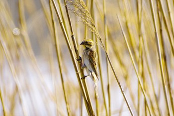 Common Reed Bunting Sambanze Tideland Fri, 4/8/2022