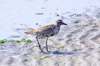 ムナグロ ふなばし三番瀬海浜公園 2022年4月8日(金)