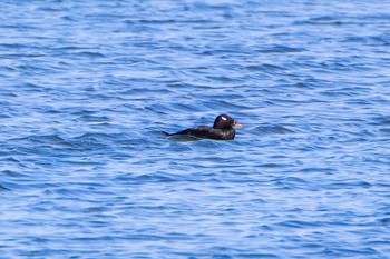 ビロードキンクロ ふなばし三番瀬海浜公園 2022年4月8日(金)