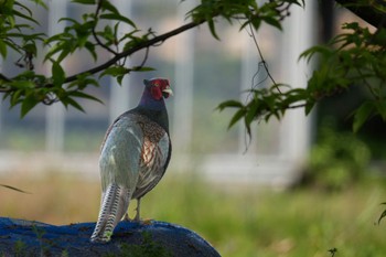 2023年4月16日(日) 境川遊水地公園の野鳥観察記録