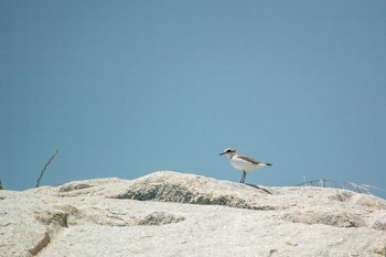 シロチドリ 藤江海岸(兵庫県明石市) 2018年5月22日(火)