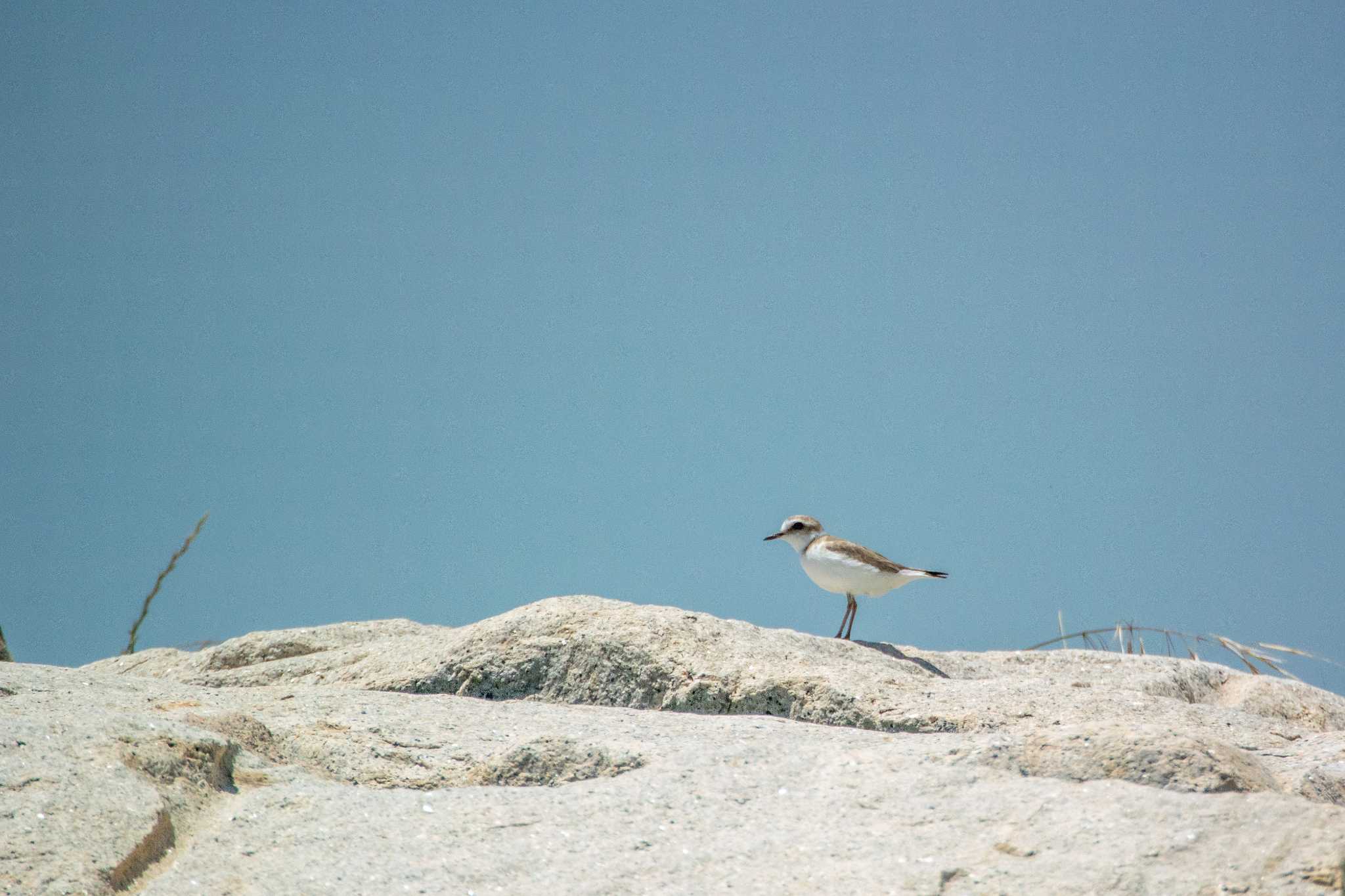Photo of Kentish Plover at 藤江海岸(兵庫県明石市) by ときのたまお