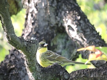 2023年4月16日(日) 大阪城公園の野鳥観察記録