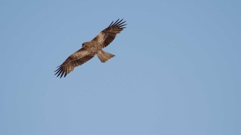 Black Kite 鈴鹿川 Sun, 4/16/2023