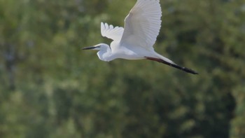 Great Egret 鈴鹿川 Sun, 4/16/2023