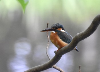 Common Kingfisher Shakujii Park Sun, 4/16/2023