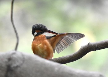 カワセミ 石神井公園 2023年4月16日(日)