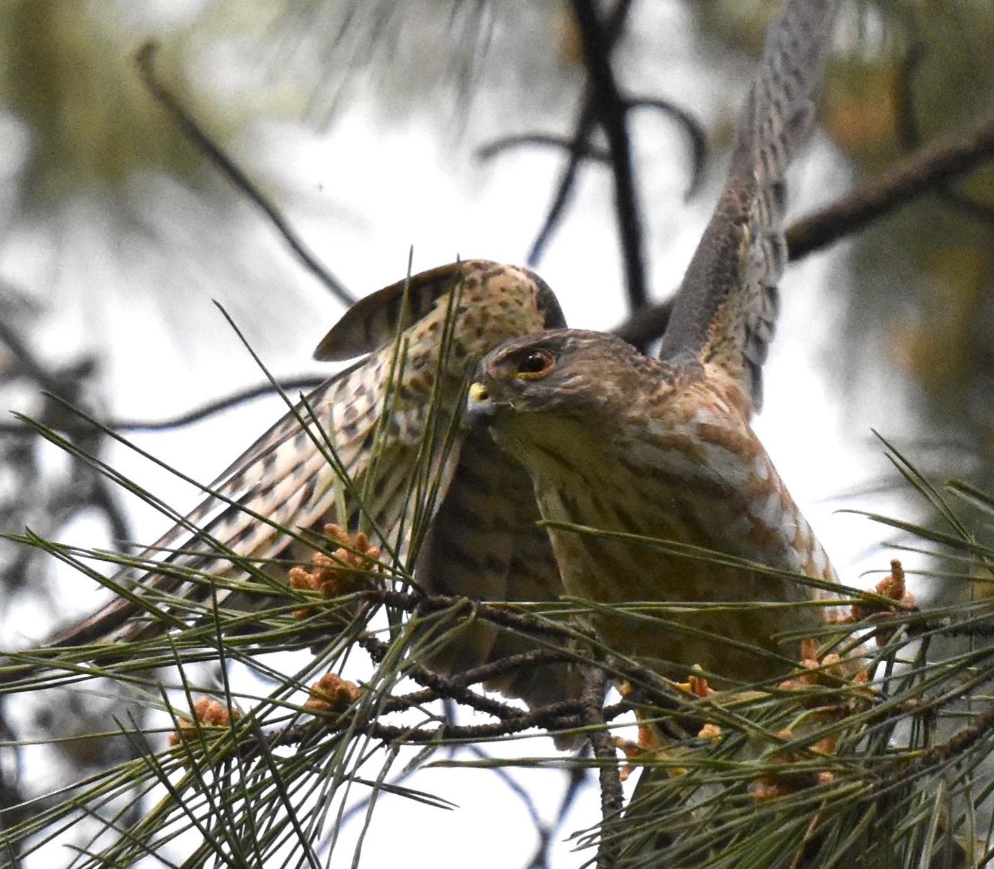 Photo of Japanese Sparrowhawk at Shakujii Park by mochi17