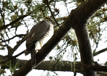 Japanese Sparrowhawk Shakujii Park Sun, 4/16/2023