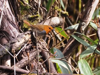 2023年4月16日(日) 柳沢峠の野鳥観察記録