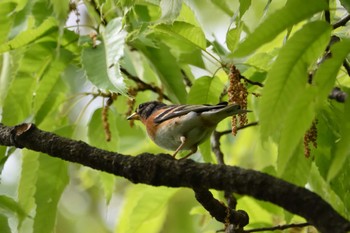 アトリ ひろせ野鳥の森 2023年4月16日(日)