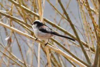 Long-tailed Tit Yamanakako Lake Tue, 3/21/2023