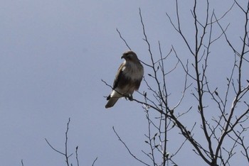 Eastern Buzzard 富士吉田市 Sun, 3/19/2023