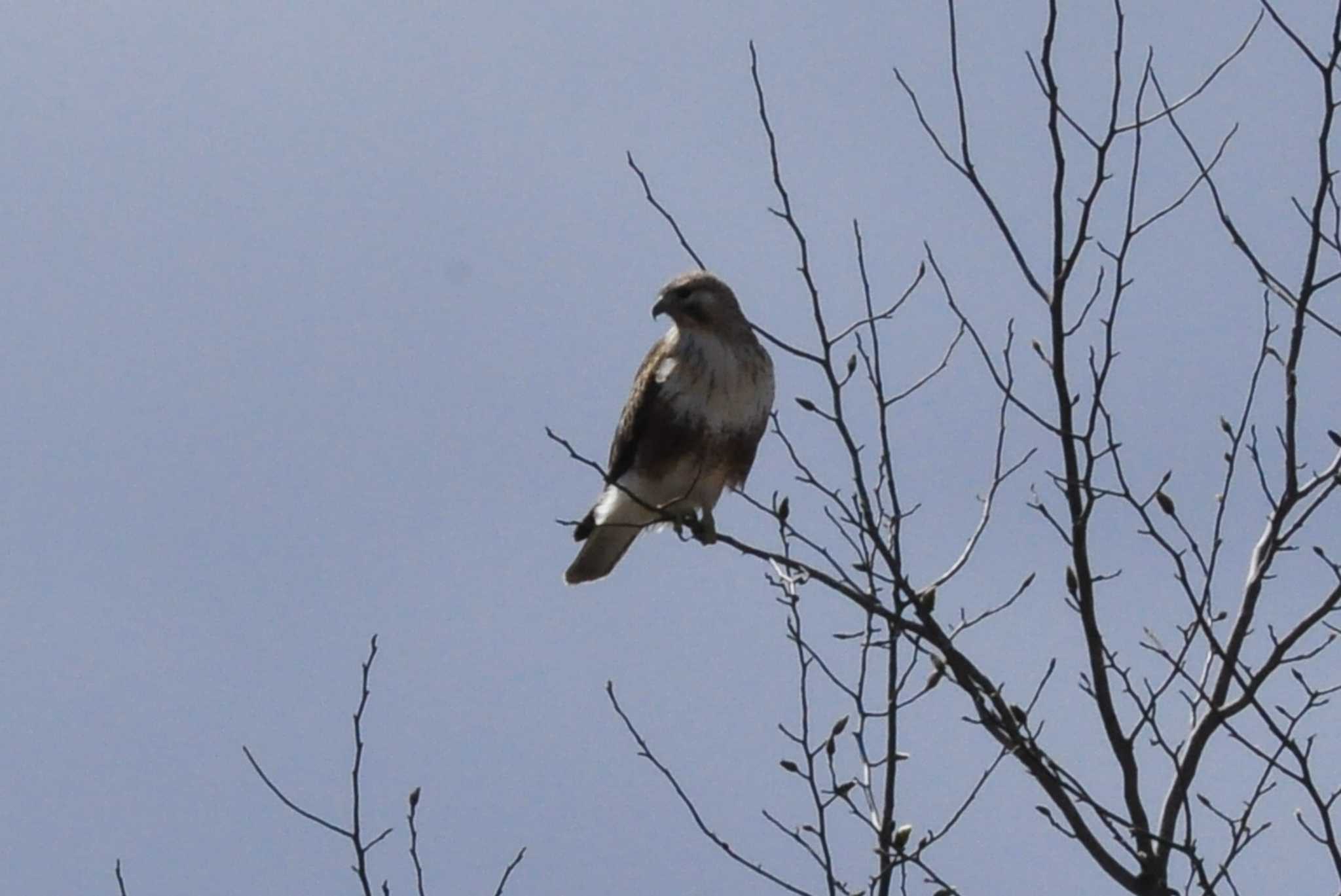 Photo of Eastern Buzzard at 富士吉田市 by 佳爺