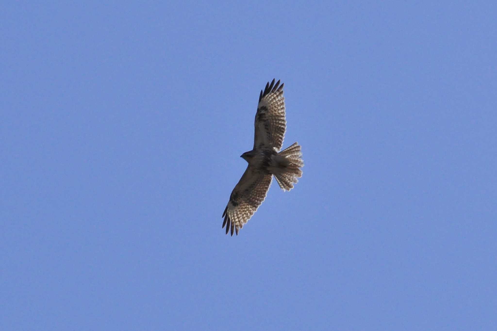 Photo of Eastern Buzzard at 富士吉田市 by 佳爺