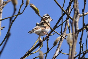 Rustic Bunting 富士吉田市 Sun, 3/19/2023