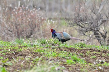 Green Pheasant 富士吉田市 Wed, 3/29/2023