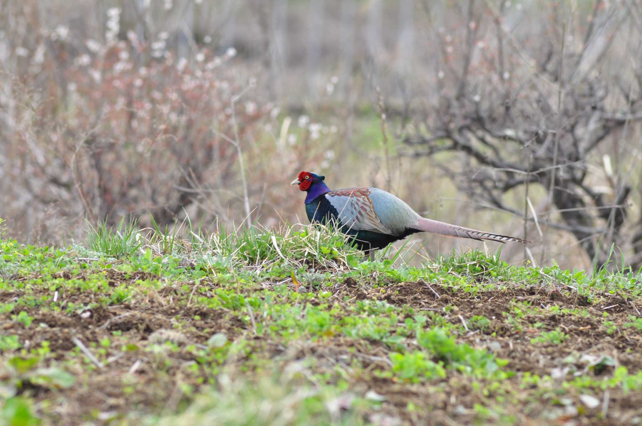 Photo of Green Pheasant at 富士吉田市 by 佳爺