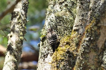 Japanese Pygmy Woodpecker 旭日丘湖畔緑地公園 Mon, 4/10/2023