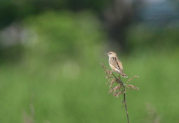 Zitting Cisticola 大阪府大阪市 Sun, 5/27/2018