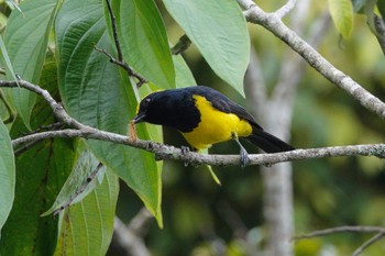 2023年3月9日(木) フレイザーズヒルの野鳥観察記録