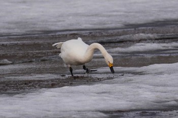 Whooper Swan 石狩川河口 Sun, 3/12/2023