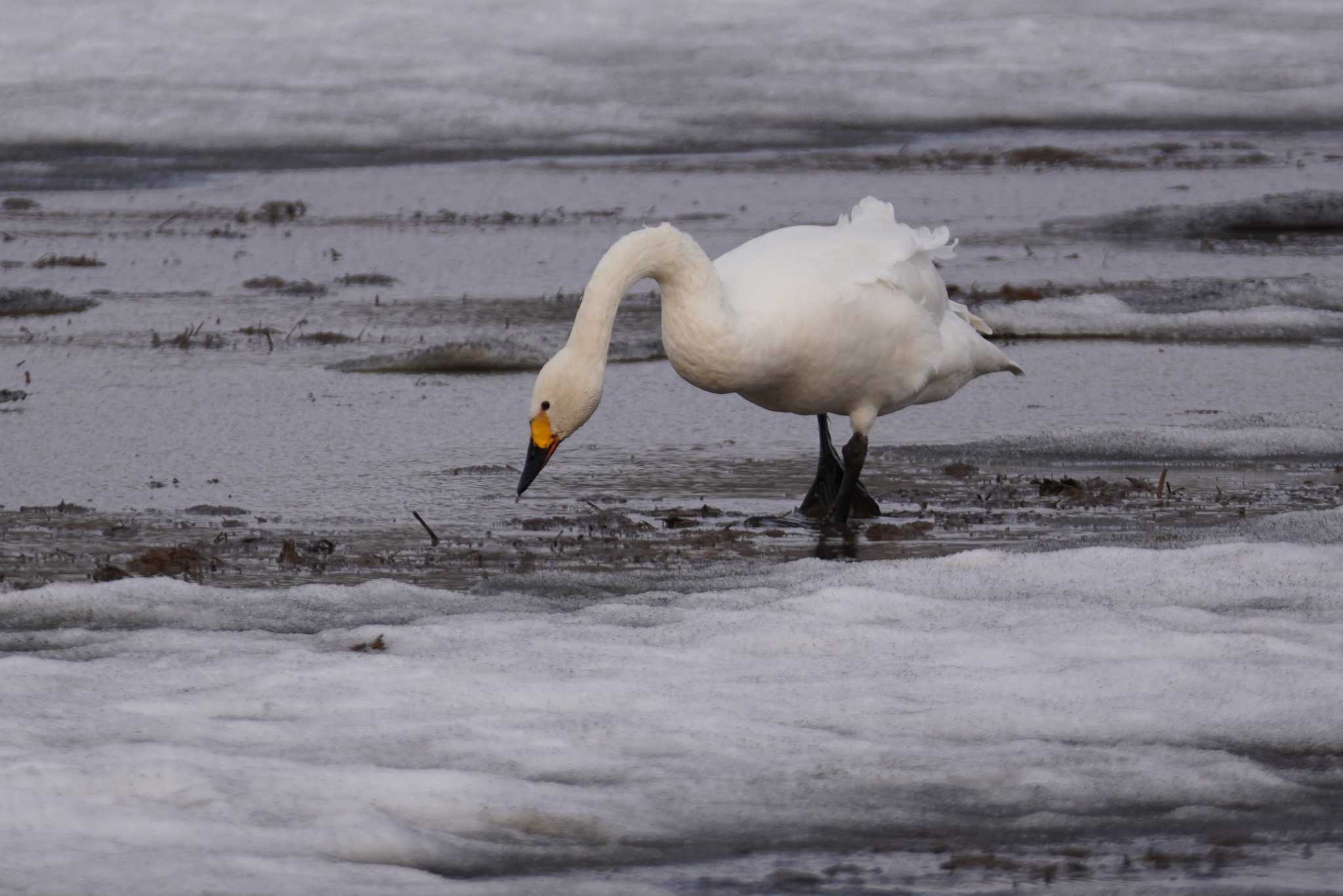 Photo of Whooper Swan at 石狩川河口 by くまちん