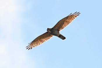 Grey-faced Buzzard 千葉県柏市 Sun, 4/16/2023